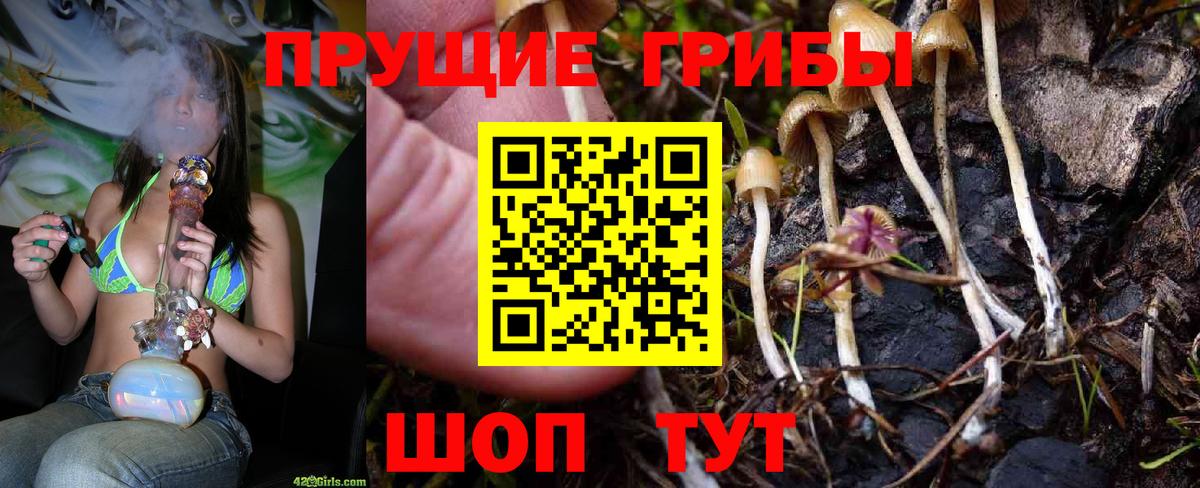 Галлюциногенные грибы Psilocybe  Вход с VPN  Псилоцибиновые грибы Psilocybine cubensis  Губаха 